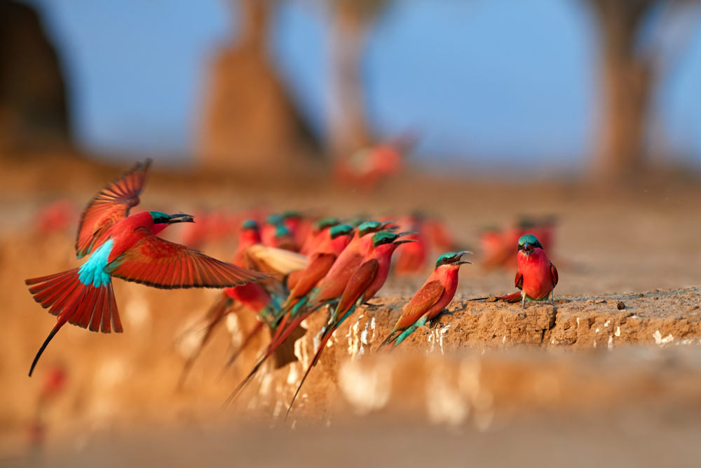 uccelli zambesi 
