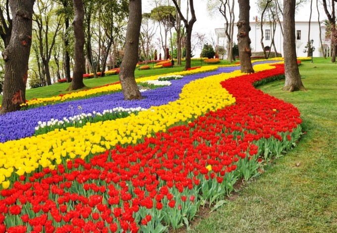 I tulipani ad Istanbul