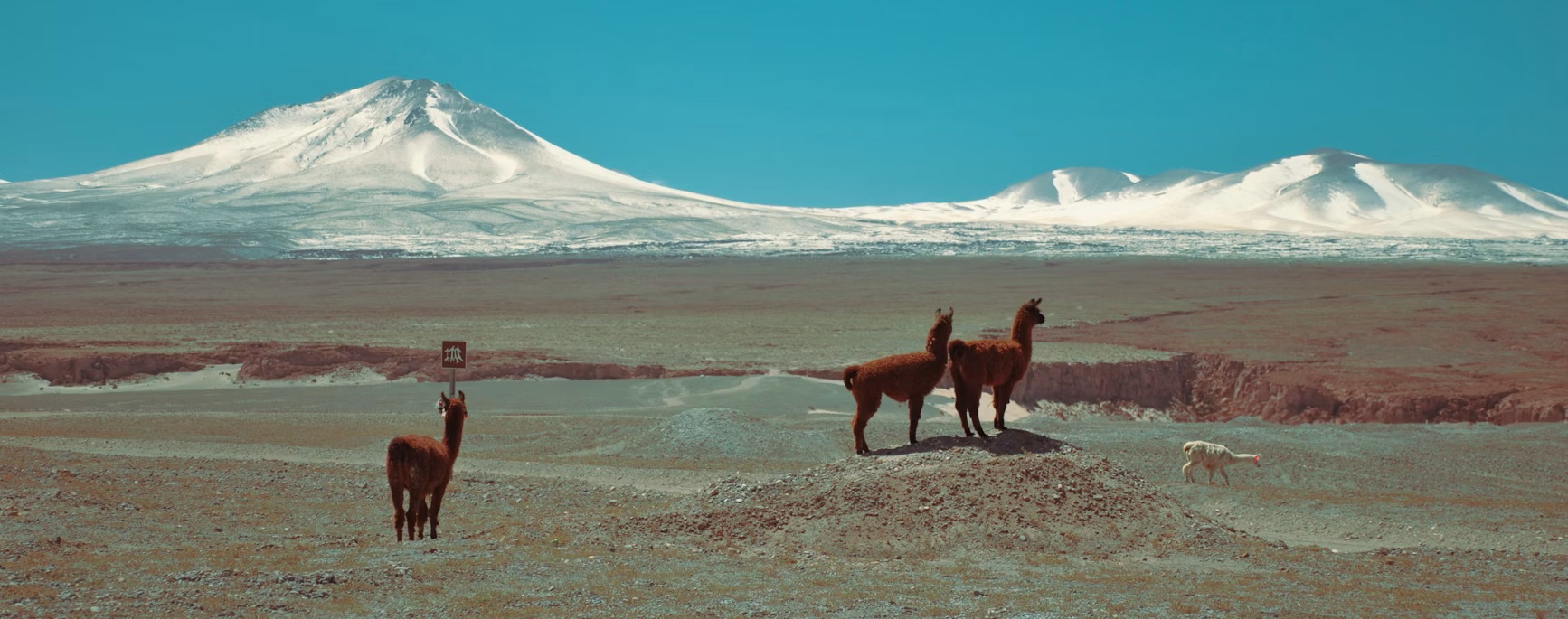 Alpaca