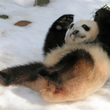 Profile picture for user il panda