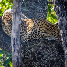 A caccia di leopardi