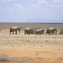 Kenya, safari e mare in stile Hakuna Matata!