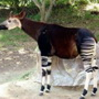 Profile picture for user okapi