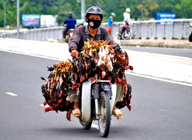 polli in moto vietnam