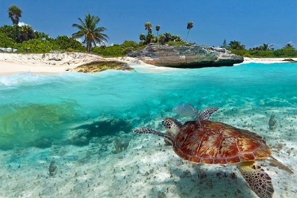 Zanzibar   mare -tartarughe