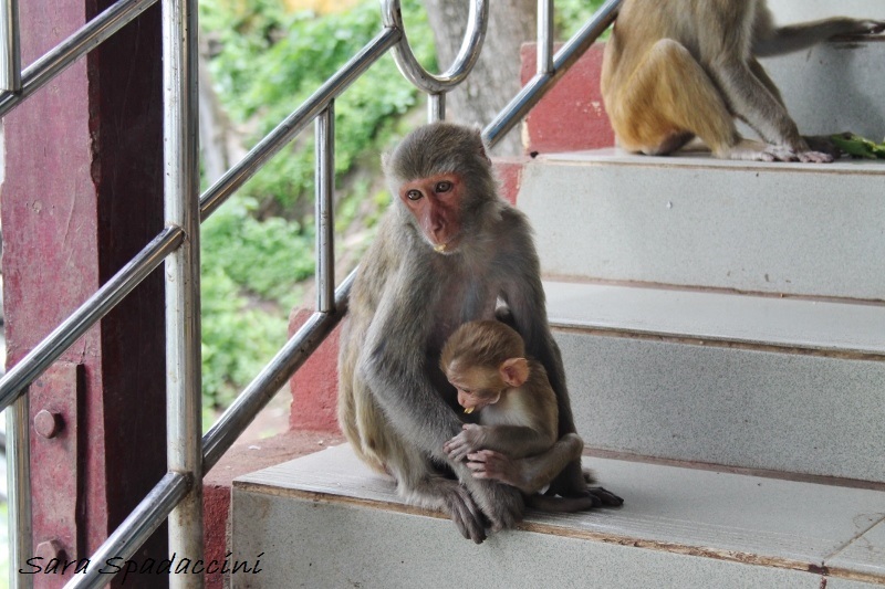 scimmiette al Monte Popa