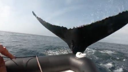coda balena