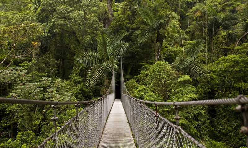 ponte giungla