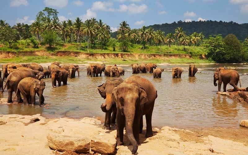 elefanti srilanka