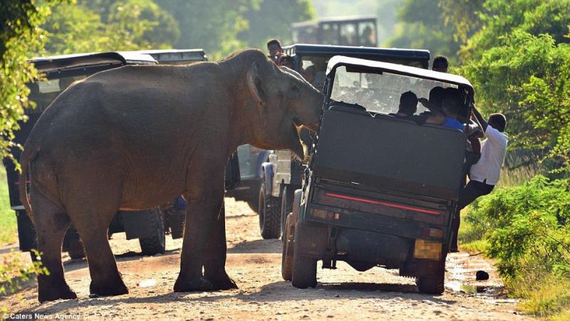elefanti srilanka