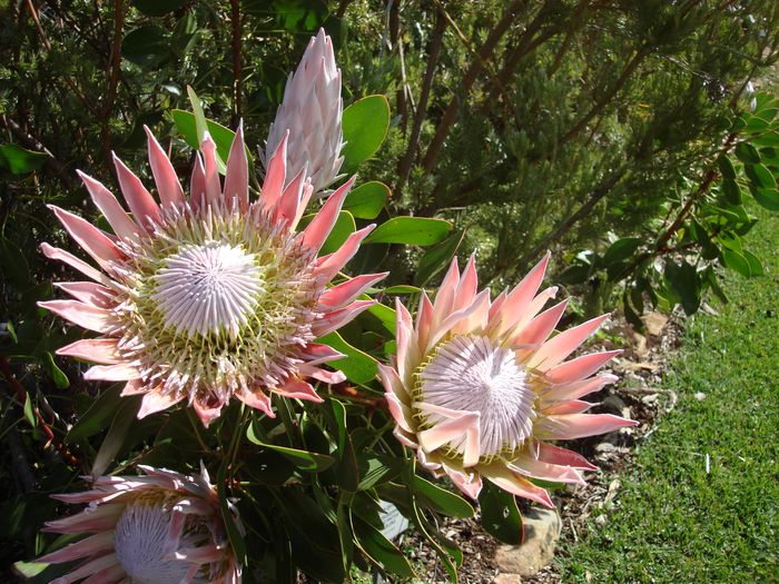 Protea Queen, Parco di Kirstenbosch